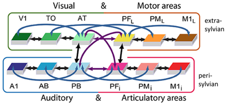 Connectivity structure of the brain constrained neural network used in MatCo.