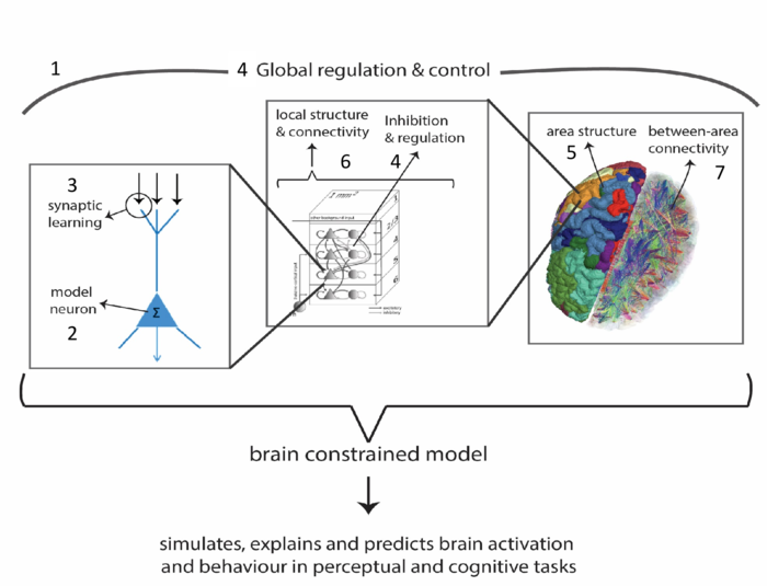 Fig. 1: The different scales of implementation for a brain-constrained neural network.